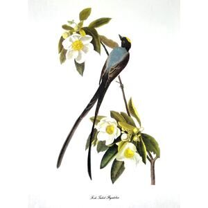 Audubon Birds of America Fork Tailed FLycatcher Original Print Vtg 1950 Peterson